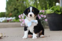 Frankie, a male Miniature Australian Shepherd for sale in Millersburg, OH – 7 of 10