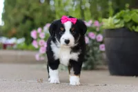 Eliza, a female Miniature Australian Shepherd for sale in Millersburg, OH – 5 of 10