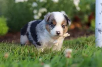 Hugo, a male Toy Australian Shepherd for sale in Millersburg, OH – 4 of 10