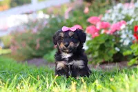 Maple, a female Miniature Aussiedoodle for sale in Millersburg, OH – 2 of 9