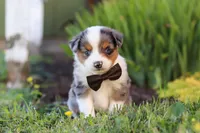 Thomas, a male Toy Australian Shepherd for sale in Millersburg, OH – 7 of 9