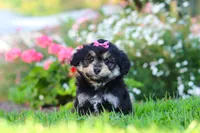Autumn, a female Miniature Aussiedoodle for sale in Millersburg, OH – 3 of 8