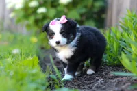 Jasmine, a female Miniature Australian Shepherd for sale in Millersburg, OH – 2 of 6