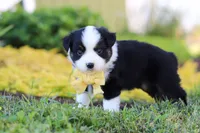 Elliot, a male Toy Australian Shepherd for sale in Millersburg, OH – 5 of 8