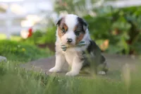 Hugo, a male Toy Australian Shepherd for sale in Millersburg, OH – 3 of 10