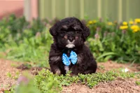 Trevor, a male Miniature Aussiedoodle for sale in Millersburg, OH – Photo 4 of 5