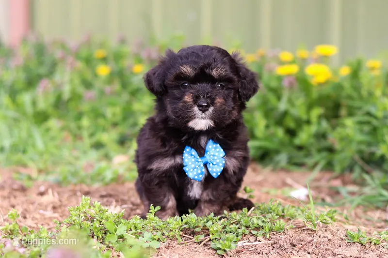 Trevor – Miniature Aussiedoodle puppy for sale in Millersburg, OH