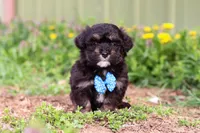 Trevor, a male Miniature Aussiedoodle for sale in Millersburg, OH – Photo 1 of 5