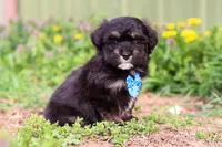 Trevor, a male Miniature Aussiedoodle for sale in Millersburg, OH – Photo 3 of 5