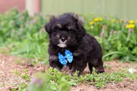 Trevor, a male Miniature Aussiedoodle for sale in Millersburg, OH – Photo 5 of 5