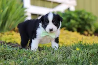 Charles, a male Toy Australian Shepherd for sale in Millersburg, OH – 4 of 10