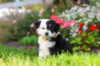 Hunter, a male Miniature Aussiedoodle for sale in Millersburg, OH – 7 of 8