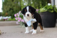 Frankie, a male Miniature Australian Shepherd for sale in Millersburg, OH – 8 of 10