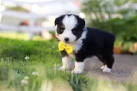 Dylan, a male Toy Australian Shepherd for sale in Millersburg, OH – 2 of 7