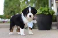 Frankie, a male Miniature Australian Shepherd for sale in Millersburg, OH – 9 of 10