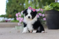 Rory, a female Toy Australian Shepherd for sale in Millersburg, OH – 2 of 8