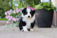 Rory, a female Toy Australian Shepherd for sale in Millersburg, OH – 6 of 8