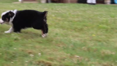 Elliot, a male Toy Australian Shepherd for sale in Millersburg, OH – 8 of 8