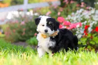 Hunter, a male Miniature Aussiedoodle for sale in Millersburg, OH – 1 of 8