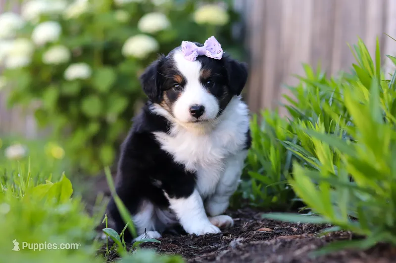 Violet – Miniature Australian Shepherd puppy for sale in Millersburg, OH
