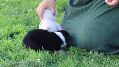 Logan, a male Toy Australian Shepherd for sale in Millersburg, OH – 8 of 8