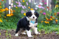 Oakley, a male Miniature Aussiedoodle for sale in Millersburg, OH – 4 of 7