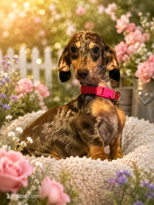Flower  – Miniature Dachshund puppy for sale in Amelia Court House, VA