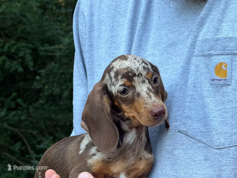Winnie (SH Choc Dapple)  – Miniature Dachshund puppy for sale in Amelia Court House, VA