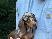Winnie (SH Choc Dapple) , a female Miniature Dachshund for sale in Amelia Court House, VA – 1 of 1
