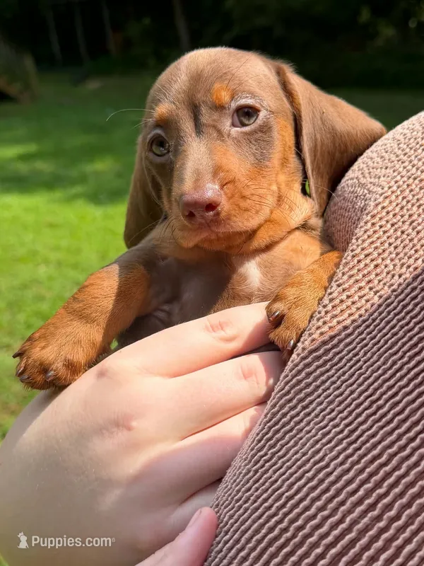 Bear  – Dachshund puppy for sale in Amelia Court House, VA