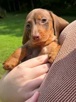 Bear , a male Dachshund for sale in Amelia Court House, VA – 1 of 1