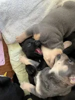 Gray, a female French Bulldog and Pomeranian for sale in Monroe, NY – Photo 4 of 7