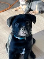 Blue, a male French Bulldog and Pomeranian for sale in Monroe, NY – Photo 1 of 7