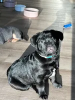 Blue, a male French Bulldog and Pomeranian for sale in Monroe, NY – Photo 2 of 7