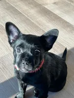 Red, a female French Bulldog and Pomeranian for sale in Monroe, NY – Photo 1 of 7