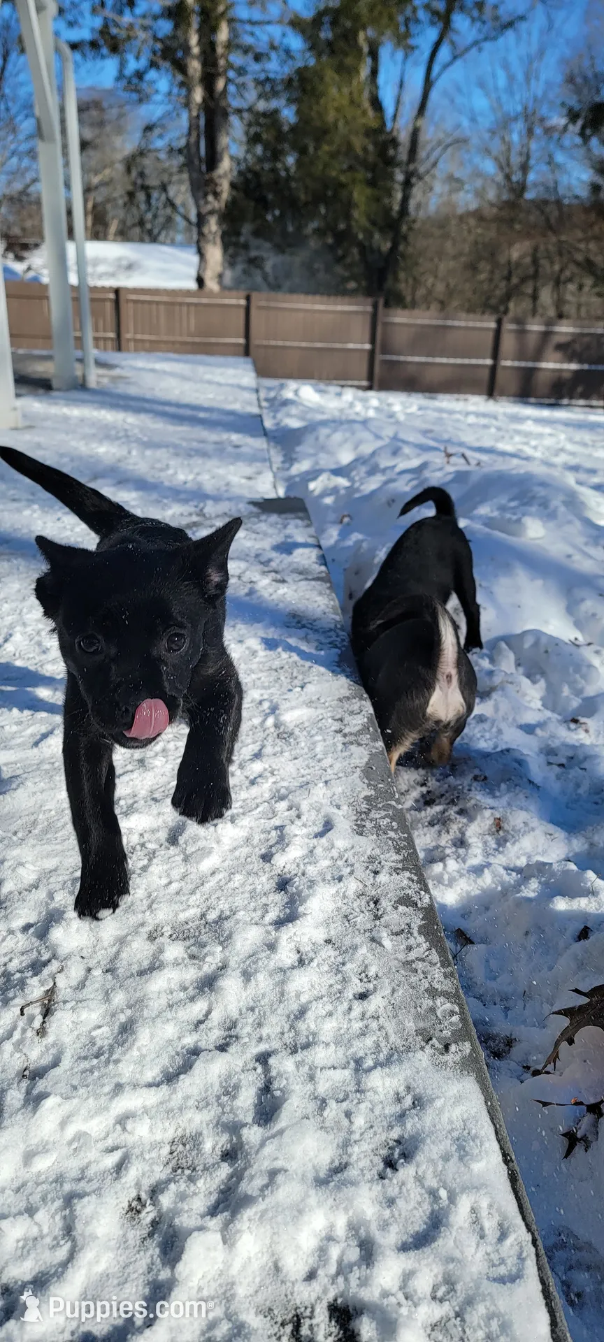 Red, a female French Bulldog and Pomeranian for sale in Monroe, NY – Photo 4 of 7