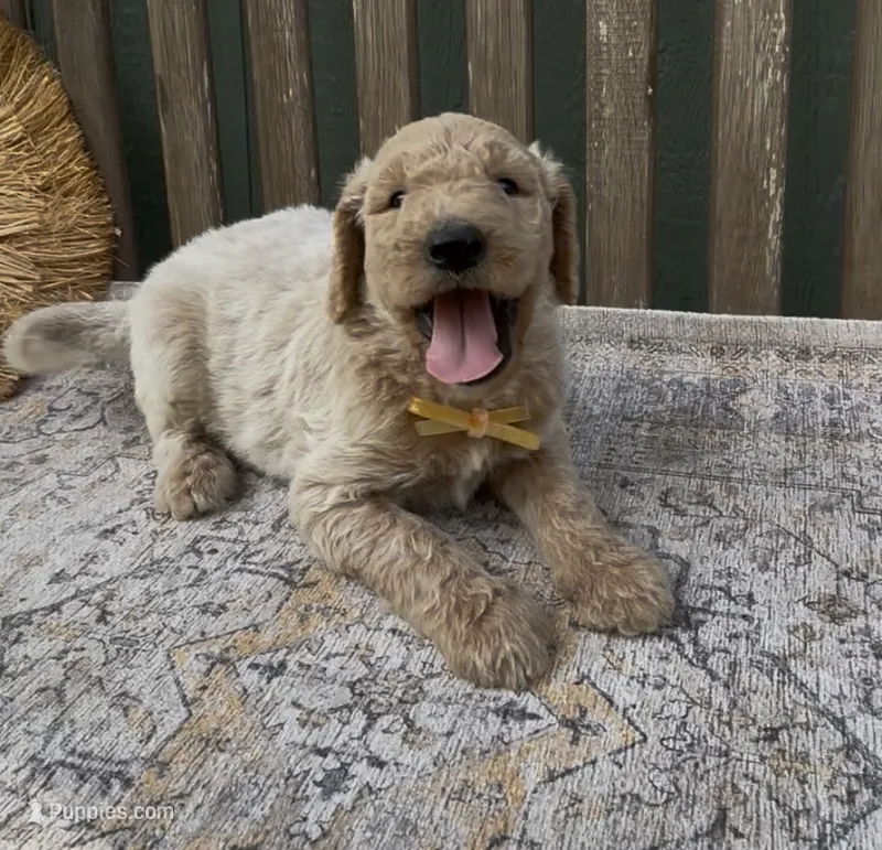 Spartan – Goldendoodle puppy for sale in Kirksville, MO