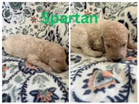 Spartan, a male Goldendoodle for sale in Kirksville, MO – 3 of 3