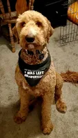 Freya, a female Goldendoodle for sale in Kirksville, MO – 8 of 8