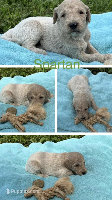 Spartan – Goldendoodle puppy for sale in Kirksville, MO