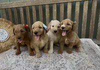 Freya, a female Goldendoodle for sale in Kirksville, MO – 3 of 8