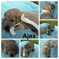 Ajax, a male Goldendoodle for sale in Kirksville, MO – 2 of 3