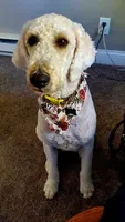 Freya, a female Goldendoodle for sale in Kirksville, MO – 7 of 8
