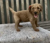 Freya, a female Goldendoodle for sale in Kirksville, MO – 2 of 8