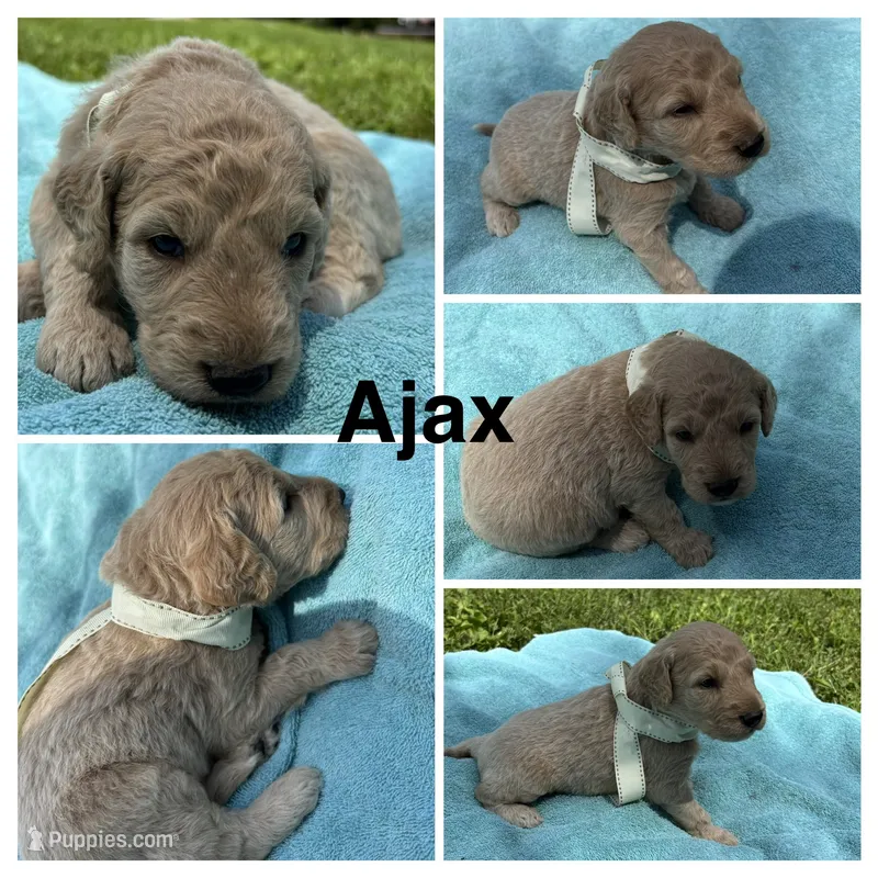 Ajax – Goldendoodle puppy for sale in Kirksville, MO