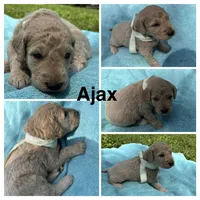 Ajax, a male Goldendoodle for sale in Kirksville, MO – 1 of 3