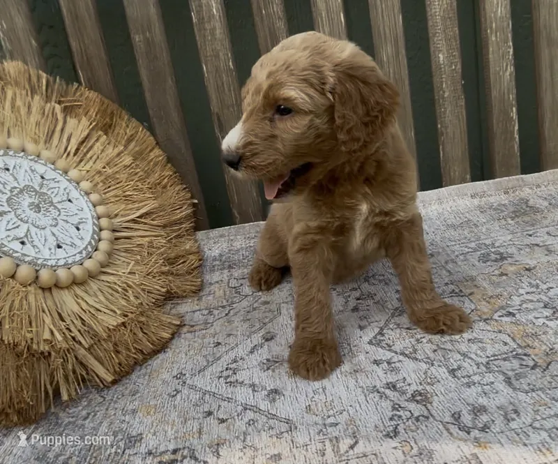 Xena – Goldendoodle puppy for sale in Kirksville, MO