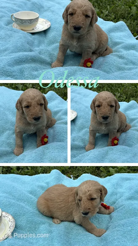 Odessa – Goldendoodle puppy for sale in Kirksville, MO