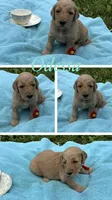 Odessa, a female Goldendoodle for sale in Kirksville, MO – 1 of 3