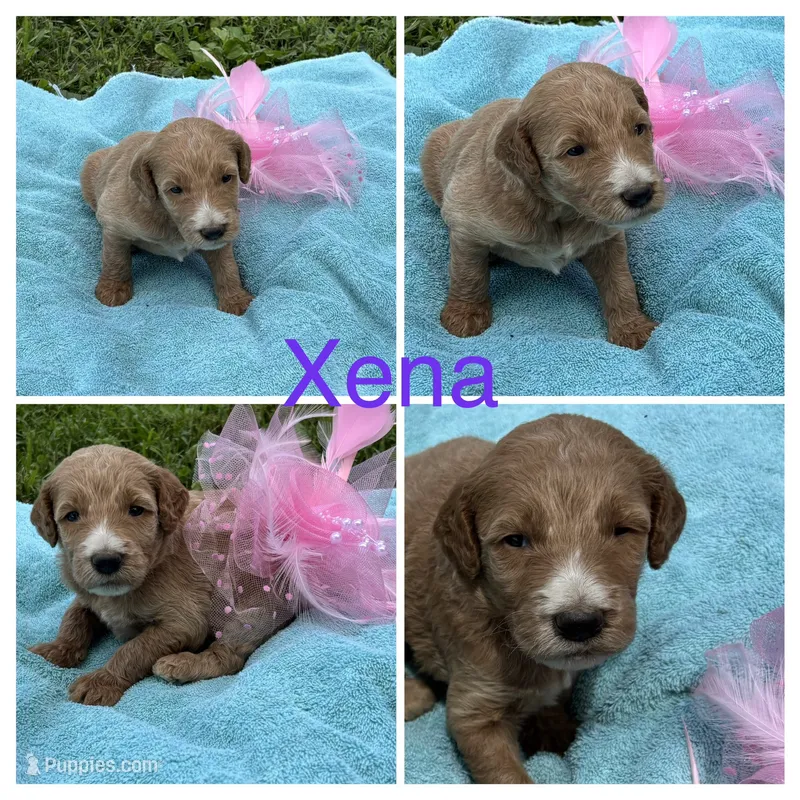 Xena – Goldendoodle puppy for sale in Kirksville, MO